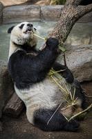 Panda's Buffet